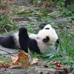 Vēl viens sliņķis.