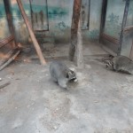 Pekinas zoodārzs un resni jenotiņi!!!