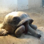 Milzu bruņurupucis ar saviem rokaspuišiem.