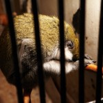 Bēdīgs mērkaķītis būrī ar malkas apkuri.