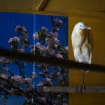 Šis putns nebēdā, viņam būrī ir Vincenta van Goga glezna "Almond Blossom".