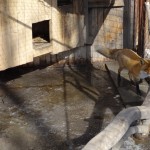 Lapsiņa gan bēdā, jo jādzīvo uz parasta asfalta.