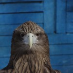 Bez komentāriem - pases foto.