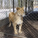 Šitik tuvu varam apskatīt lauvu.