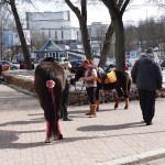 Zirgam zied dupsis, haha.