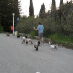 Re, visi tagad mani labākie draugi! Kos sala Griekija Kosas sala Griekija