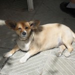 Pavisam normāls turku suns. Kos sala Griekija Kosas sala Griekija