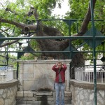 Zem šī koka(nezinu, kā latviski saucas, latīniski - Platanus) hipokrāts senāk skoloja savus mācekļus. Patiesībā šis koks ir tikai 800 gadu vecs, un zem tā nekādi nevarēja sēdēt īstais hipokrāts. Bet tautā mēļo, ka šis ir tā īstā koka pēctecis. Kos sala Griekija Kosas sala Griekija
