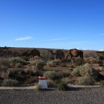 Šeit savvaļas kamieļi ganās šosejas malā, labais. kamieļi Maroka