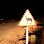 Tāpēc arī nepieciešamas šādas ceļa zīmes. kamieļi Maroka