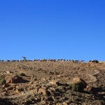 Pa ceļam satikām šādu aitu ganu. Mīļš. Nostriļīja cigīti un 5 marokāņu naudiņas. Todras kalns Maroka