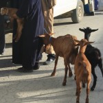 Te vīrs mēģina notirgot savas kaziņas. Mulai idris Maroka