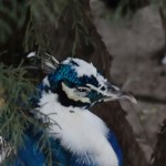 Arī galma pāvs ir neapmierināts ar meteoroloģisko situāciju.