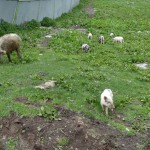 Cūķene ar saviem mazajiem ruksīšiem!