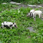 Tu tik paskat, tie raibie tik smuki! Tā kā no muļķikiem.