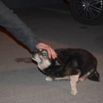 Pirmais Moldovā pabarotais (ar kaķu barību, protams) sunītis. Izskatās pēc roņa!