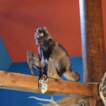 Pie tualetēm gaida jenots kaklasaitē.