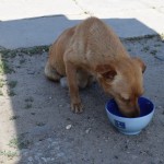 Kārtējais suncītis. Šis bija ļoti izslāpis, izdzēra teju divas bļodiņas.