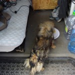 Tāpēc aiznesām viņu uz mašīnu un uztaisījām individuālās pusdienas.