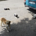 Visi paēduši, pēc pusdienām apmierināti gulšņā.