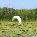 Gulbītis kustina spārniņus.