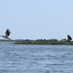 Reku vēl pāris pelikāni. Tikko braucam tuvāk, viņi, protams, bēg.
