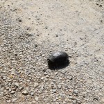 Braucot no ostas atpakaļ uz pilsētu, pieķērām šādu kundziņu šķērsojam ielu!