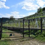 Šeit jau esam satikuši mūsu Ribņicas Vaļiku, un viņš mūs aizvedis uz Strojeciem. Tur agrāk varēja uzkāpt vīna kalnā, augšā esot skaista lapenīte, no kuras var teju visu pasauli aplūkot, bet tagad priekšā slēgti vārti. Vēl Strojecos ir savvaļas zirgu pļava, avotiņš, vairāki ūdenskritumi, bet arī tam visam priekšā nu ir žogs. Runā, ka Jaunais prezidents Ševčuks tur sacēlis savus īpašumus, un negrib visādiem plebejiem ļaut pa tiem staigāties.