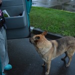 Protams, arī lietainā laikā jāpabaro kārtējais suncītis. Un, kā ierasts, izbarojām pēdējo desu.