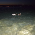 Vēlāk randiņš pārvērtās dubultrandiņā - mums pievienojās pīļu pāris.