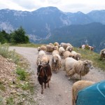 Pa brīdim ceļu šķērso šādas kalnu lauvas! Nesaprotu, kāpēc viņām tik jocīgas pričenes.