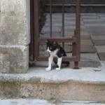 Mazais kaķis sargā vārtus!