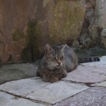 Reku dusmīgais kaķis!