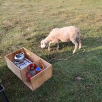 Kamēr peldamies ezerā, aitiņa kā tāds sunītis nāk un mēģina nozagt pārtikas.