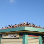 Lasītkāri baloži!