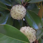 Re, kādi augļi! Kas tie ir?