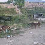 Pirms iet pie Floriana, paskaties uz šiem suņiem!