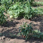 Reku daļa no Floriana dārza - sarkanie pipari un arbūzi!