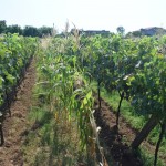 Reku vīnogu un kukurūzu lauks!