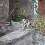 Viens no iepriekš minētajiem kaķiem. Paskat, cik viņam ļauns skatiens!