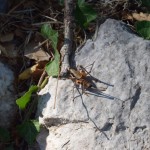 Viens no retajiem pizidiešiem, kas joprojām dzīvo Termessosā.