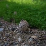 Pārlecam uz pāris stundu vēlākiem notikumiem - te arī redzama tā pati sēne, kas pirms tam bija uz makaroniem. Ja es mežā šāda paskata sēnei uzdurtos, visticamāk, nepamanītu. Ja pamanītu, tad izspārdītu tādu piepi pa visu mežu, haha. Nuja, bet irāņiem tādas aug dārzā. Netiek stādītas (sētas?), bet pašas aug. Nemaz nav uz mežu jāiet! Nuja, nav jau arī meža, uz kuru aiziet, hehe.