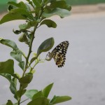 Taurenis! Ja es redzu šādu taureni, tas nozīmē, ka vasara būs silta, ja?