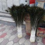 Pāvu spalvas! Kāds ir izmetis pāvu spalvas!