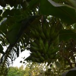 Tālāk ekskursija pa augļu dārzu. Es zinu, ka tas ir pavisam normāli, ka dažādās klimatiskajās zonās aug dažādi augļi, bet man vienalga liekas pilnīgi jocīgi, ka kādam augļu dārzā mierīgi aug vesela banānu kaudze!!!