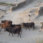 Pamanījusi mani bildējam govis, mazā meitenīte izskrien no mājas un visādi cenšas iepozēt. Droši vien cer uz to, ka kāds svarīgs režisors viņu pamanīs un uzaicinās uz provēm Lolivudā. Jā, Pakistānas filmu industriju neoficiāli dēvē par Lolivudu. Tā kā indieši nospēra Holivudas nosaukumu (Bombay-Hollywood), pakistāņi izlēma, ka ne ar ko nav sliktāki (Lahore-Hollywood). Droši vien termina rašanās laikā neviens neparedzēja, ka Lollywood kādā brīdī izklausīsies smieklīgi. LOL.