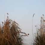 Kamēr braucam laivā, putniņi sēž kaut kādu smilgu galos! Cik viegli ir tādi putniņi (izskatās diezgan resni), ja var uz tik smalka zāles stiebra nosēdēt, nesaliecot to? Es atkal šokā!