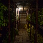 Varbūt tas nav nekas īpašs (noliktava), bet TIK DAUDZ banānu vienuviet es nekad nebiju redzējis! Es nezinu, vai esat informēti, bet banāni ir mani vismīļākie augļi. Tāpēc par šādu istabu esmu pilnīgā sajūsmā! Es gribētu te dzīvot!!! Nu, jā, un patiesībā, protams, ieradāmies šeit tikai tāpēc, ka Tanvīrs gribēja iegādāties dažus banānus (viņi tos pērk nevis kilogramos kā visi normāli ļaudis, bet ķekaros; katrā ķekarā ir kādi simts banāni!), bet banānu bāzes saimnieks, protams, bija tik ļoti iepriecināts par tālajiem viesiem, ka izveda ekskursijā. Redzējām arī kartupeļu istabu, ja kas, hehe.