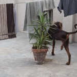 Mūsu hostelī dzīvo arī britu vīrs vārdā Hasans, kurš atbraucis no Mančestras līdz Lahorai ar mašīnu. Turklāt kopā ar suni! Apbrīnojami. Suns gan nepieklājīgs, nočurāja nabaga Sadžadam visu terasīti, turklāt tieši terasīti Sadžads (un viņa musulmaņu viesi) izmanto ikdienas lūgšanām. Tagad viss šmucīgs, ai, ai!