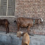 No rīta mostamies reizē ar kazām. Viņām ir TIK stulbi ģīmji, haha!